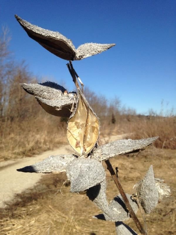 Milkweed
