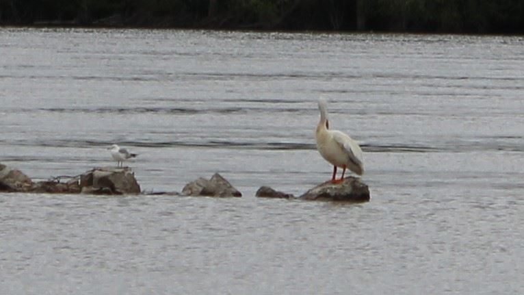 052019 A pelican and a sea gull