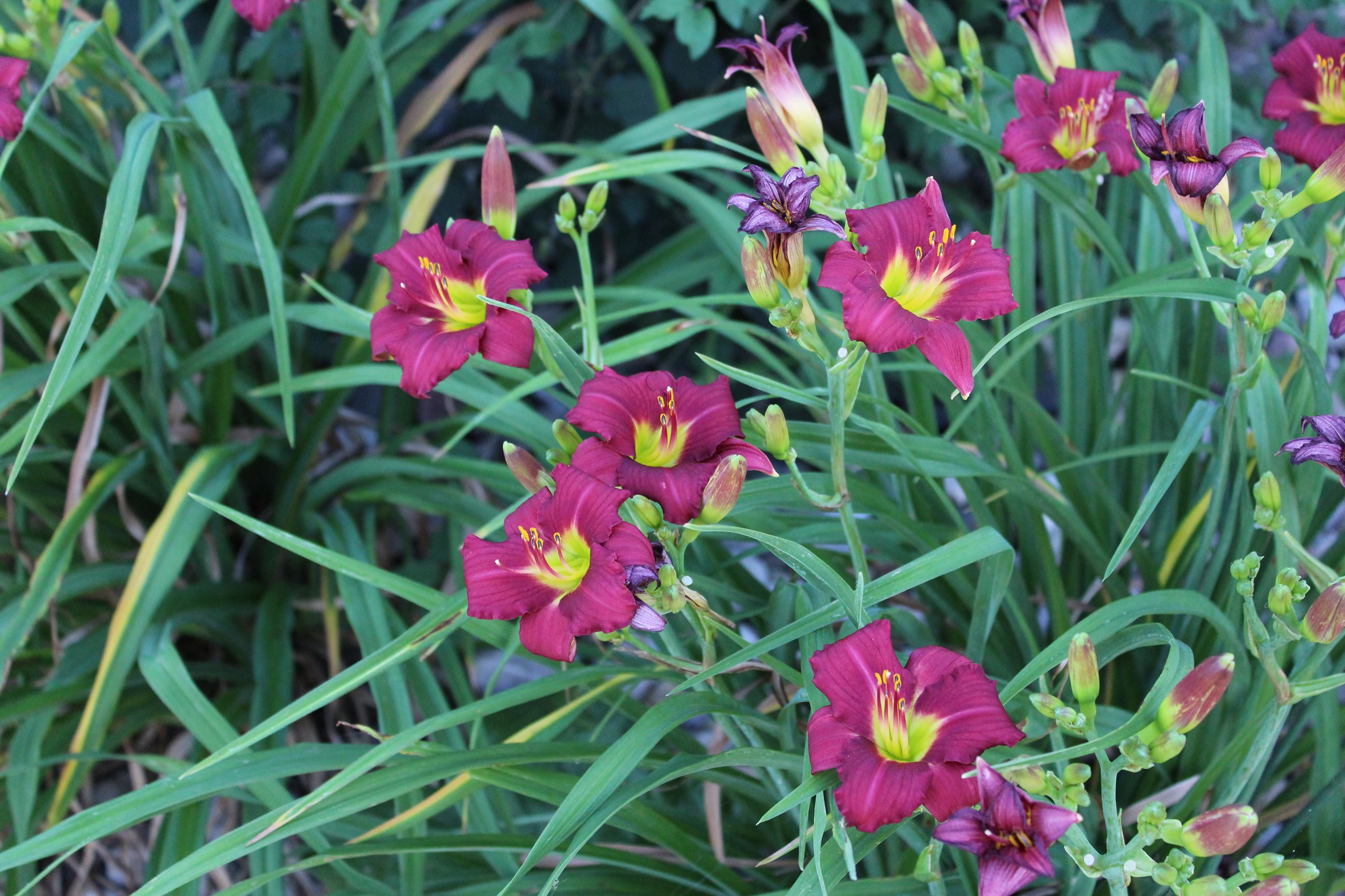 Purple de Oro (Reblooming Daylily) 071019 (JPG)