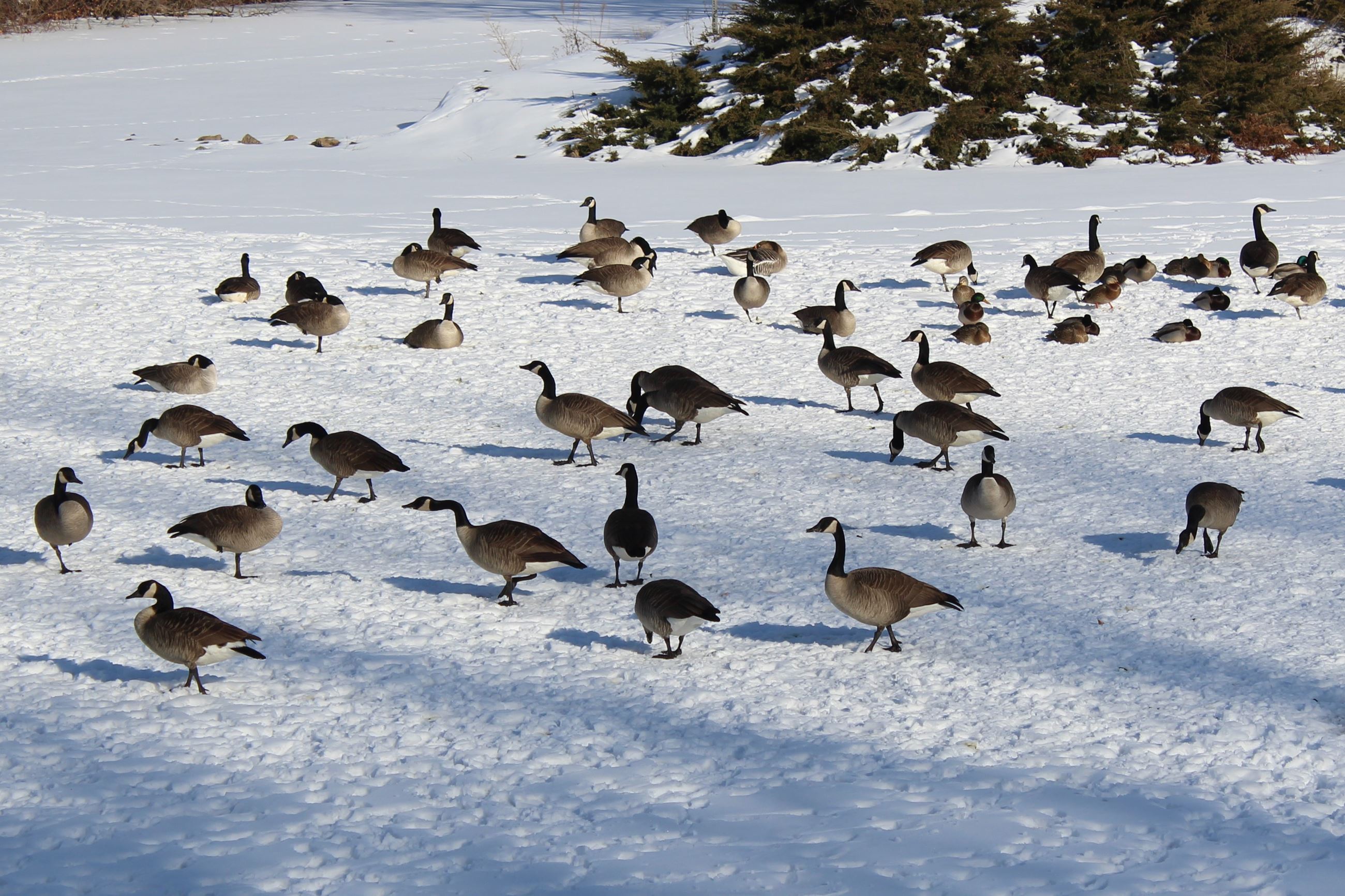 011822 Geese at Weed Park (JPG)