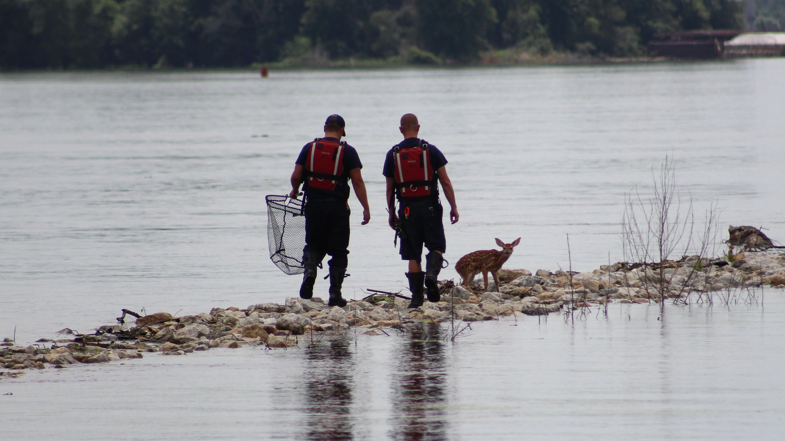 070224 Deer Rescue 101