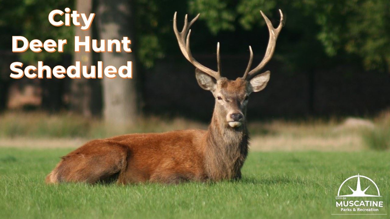City Deer Hunt Scheduled showing deer laying in meadow (JPG)